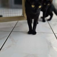 LUNA chatte noir réunion, chatte à adopter