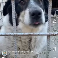 Milo, chien à adopter