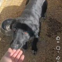 Janyce, chienne à adopter