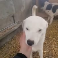 Koda, chien à adopter