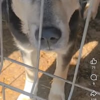 Soline, chienne à adopter