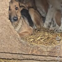 Malika, chienne à adopter