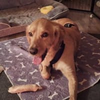 Leo - ein Traumhund sucht sein Zuhause, Hund zur Adoption