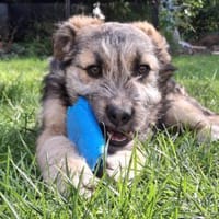 Inti - Schlauer, charmanter Hundejunge, Hund zur Adoption