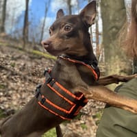 Quintus, kleiner Spaßvogel sucht Familie, Hund zur Adoption