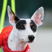 Anhänglicher Smiley2 sucht ein Zuhause, Hund zur Adoption