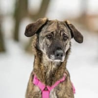 April, wunderschön und liebevoll, Hündin zur Adoption