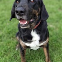 Leo 💗 wartet in 84524 Neuötting, Hund zur Adoption