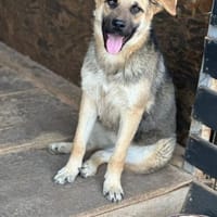 Drenka W 1 Jahr, Hündin zur Adoption