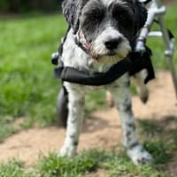 NOAH, trotz Handicap voller Lebensfreude, Hund zur Adoption