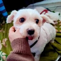 TAMMI - sucht ein ruhiges zuhause, Hündin zur Adoption