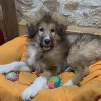 Zauberhaftes Wollknäuel Lucy, Hündin zur Adoption