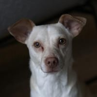 Newton, geb. ca. 01/2025, 48201 Telgte, Hund zur Adoption