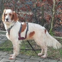 Giannios-Kuschelsetter sucht ein Zuhause, Hund zur Adoption