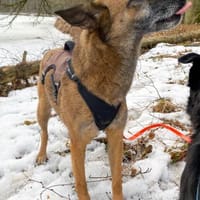 NISHA sucht eine aktive Familie, Hündin zur Adoption