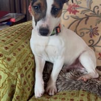 Harry möchte Einzelprinz sein, Hund zur Adoption