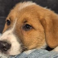 Traumhund Patryk, Hund zur Adoption