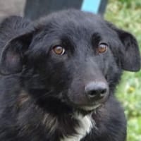 Zauberhafte ENA, Hündin zur Adoption