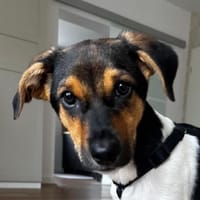 Caien, geb. ca. 10/2025, 49176 Hilter, Hund zur Adoption