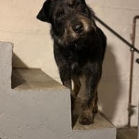 Robby❤ein Traumhund, Erkelenz, Hund zur Adoption