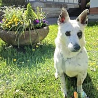 Aiko auf Pflegestelle in Kassel, Hund zur Adoption