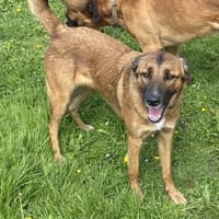 Nala - ich brauche Zeit, Hündin zur Adoption