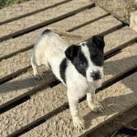 Xia, zuckersüß und liebenswert sucht ..., Hündin zur Adoption