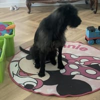 Xana, Hundemama sucht Platz zum Bleiben, Hündin zur Adoption