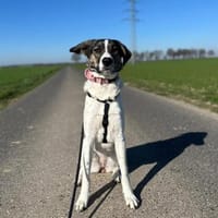 London - Katzenfreundin wartet in 41812, Hündin zur Adoption