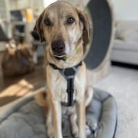 Liebe Elis sucht Für-immer-Zuhause, Hündin zur Adoption