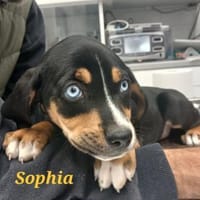 Sophia mit den blauen Augen, Hündin zur Adoption