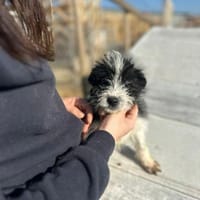 Xoel, hübscher Hundebub sucht Zuhause, Hund zur Adoption