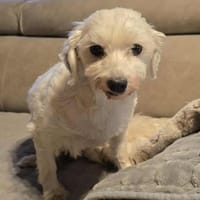 Wundervoller Tedy, Hund zur Adoption