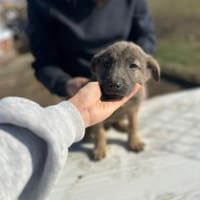 Xerox, süßer geht fast nicht, Hund zur Adoption