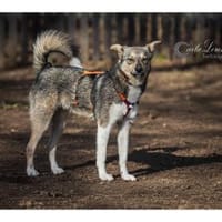 Stöpsel - wartet in 91358 Kunreuth, Hund zur Adoption