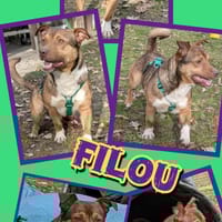 lustiger Filou auf PS in 91207, Hund zur Adoption
