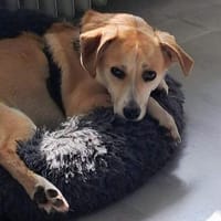 Liebe Bindy, Abgabe aus Zeitgründen, Hündin zur Adoption