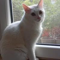 Bings & Isa, Kater zur Adoption