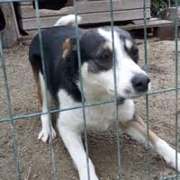 Stelina  48 cm (Pflegestelle), Hündin zur Adoption