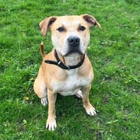 Sparky - der Flummi, Hund zur Adoption