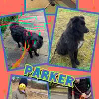 aktiver Parker auf PS in 95448, Hund zur Adoption