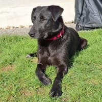 Verträglicher Teo sucht Familie, Hund zur Adoption