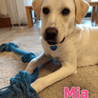 Mia - sozial, aktiv und verschmust, Hündin zur Adoption
