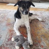 Wer hat ein warmes Körbchen für Diana?, Hündin zur Adoption