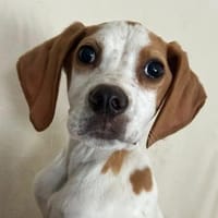 Elmo - toller Welpe sucht Familie, Hund zur Adoption