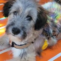 Booster wartet auf sein Für-Immer-Zuhaus, Hund zur Adoption