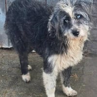 MERLIN ab jetzt auf PS in 50170 Kerpen, Hund zur Adoption