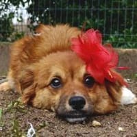 HONEY möchte endlich glücklich sein, Hündin zur Adoption