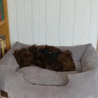 Mila - sanfte Seele, Hündin zur Adoption