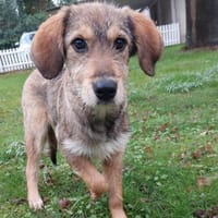 Chloe - nettes Hundemädchen, Hündin zur Adoption